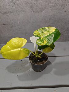 Philodendron Burle Marx Variegata