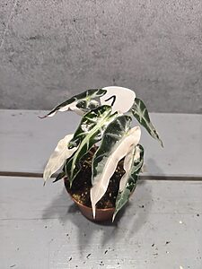Alocasia Bambino Pink Variegata