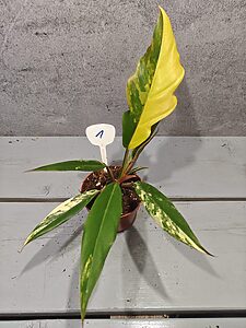Philodendron Caramel Marble Variegata