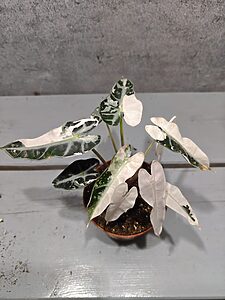 Alocasia Bambino Pink Variegata