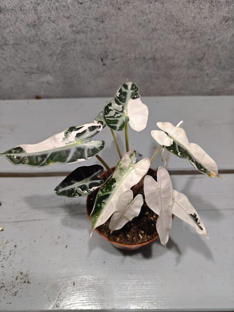 Alocasia Bambino Pink Variegata