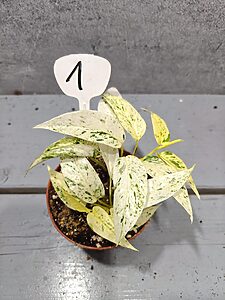 Cebu Blue Marble Variegata