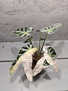 Alocasia Bambino Pink Variegata