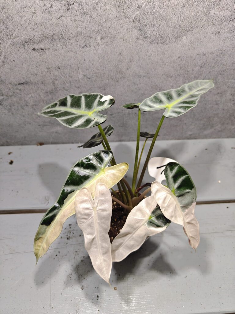 Alocasia Bambino Pink Variegata