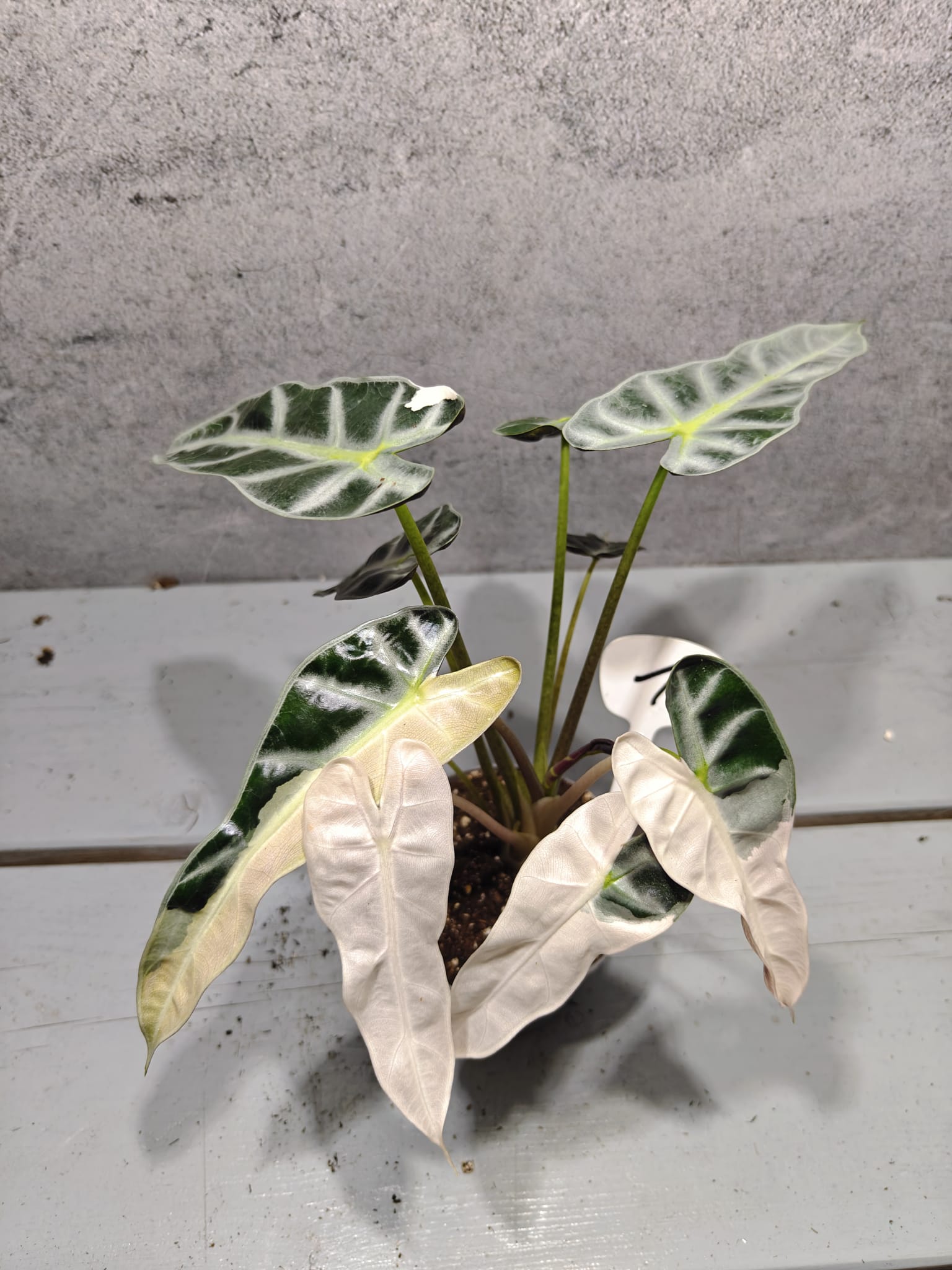 Alocasia Bambino Pink Variegata Alocasia Bambino Pink Variegata