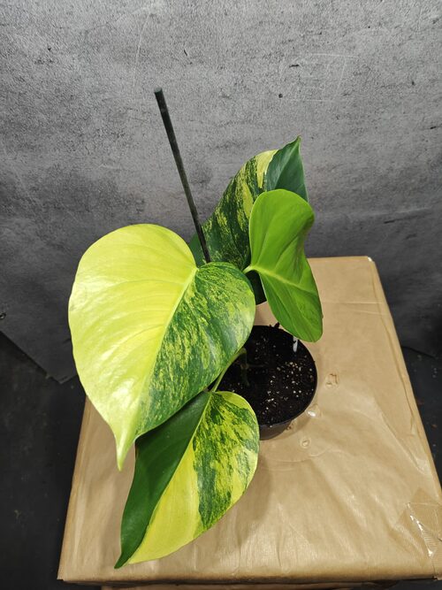 philodendron bunt Philodendron Melanochrysum bunt main image 1