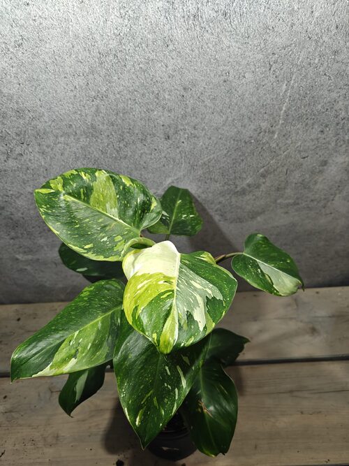 philodendron elephant ear plant Philodendron Williamsii Variegated – Purple Elephant Plant Co main image 0