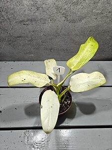 Philodendron Whipple Way Variegata