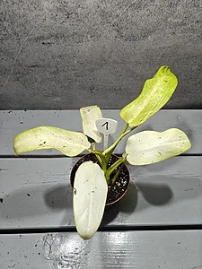 Philodendron Whipple Way Variegata