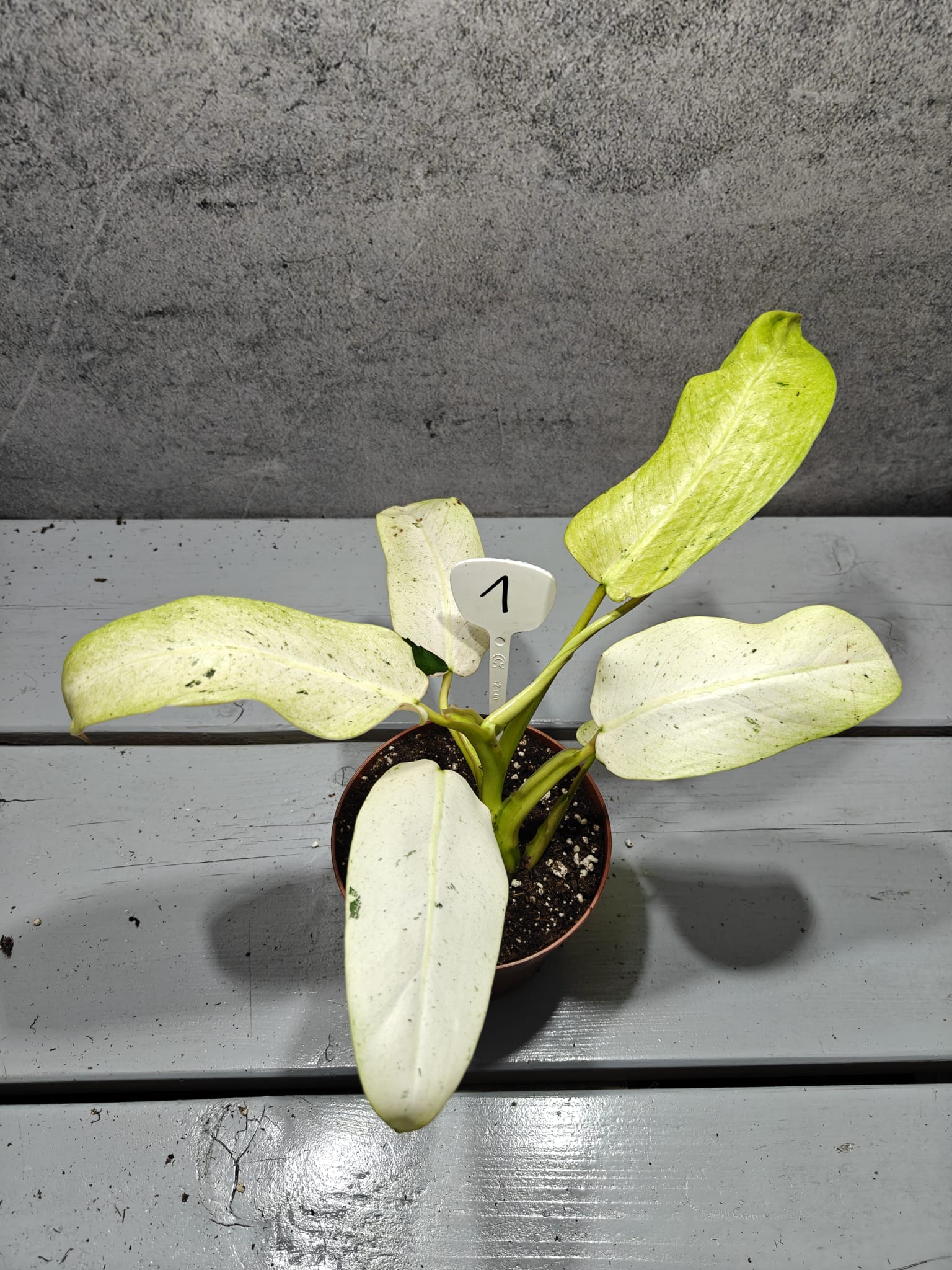 Philodendron Whipple Way Variegata Philodendron Whipple Way Variegata