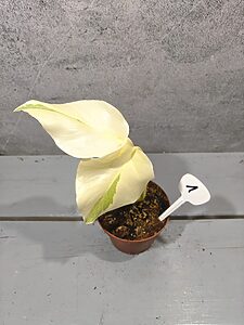 Monstera White Ghost Lava