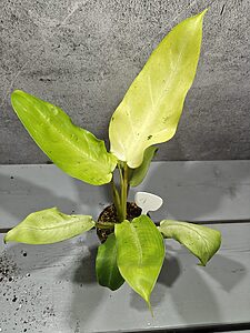 Philodendron Whipple Way Variegata