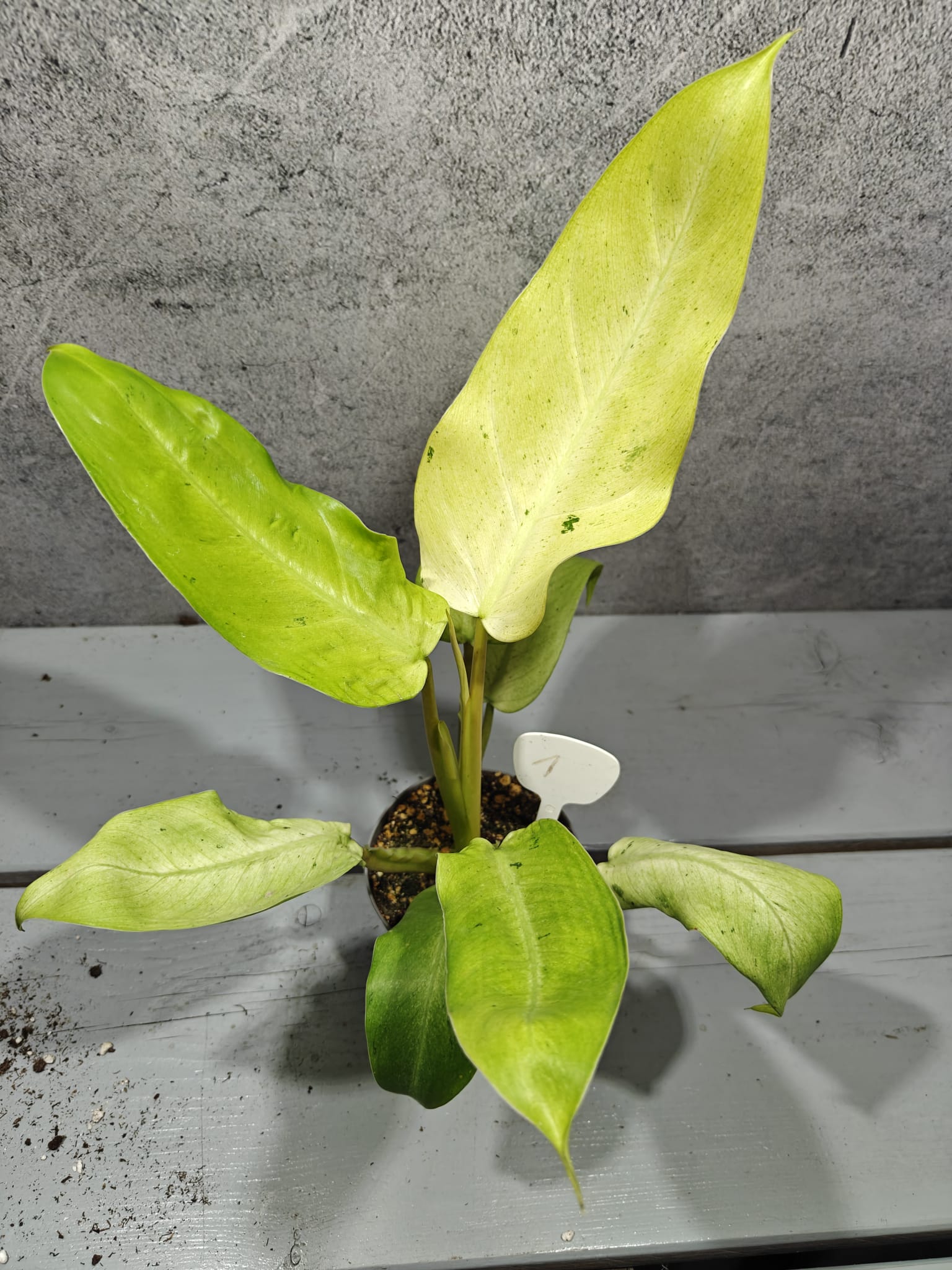 Philodendron Whipple Way Variegata