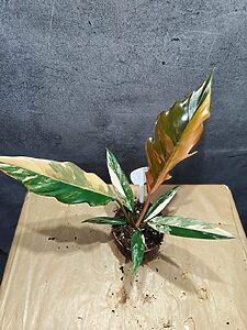 Philodendron Caramel Marble Variegata