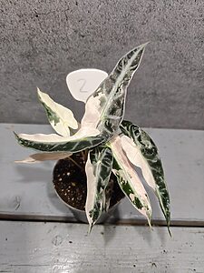 Alocasia Bambino Pink Variegata