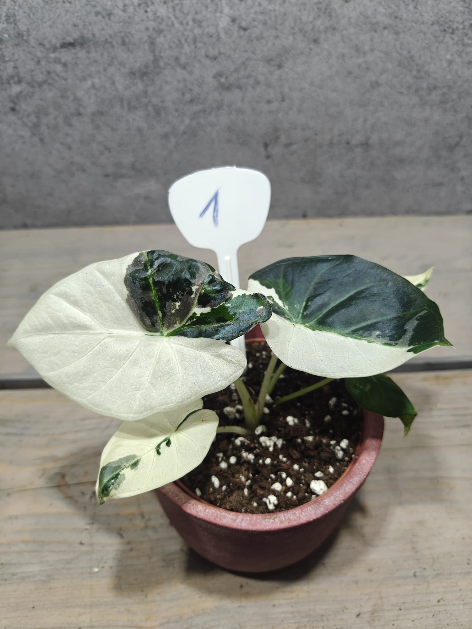 Alocasia Regal Shields Albo Pink Alocasia Regal Shields Albo Pink