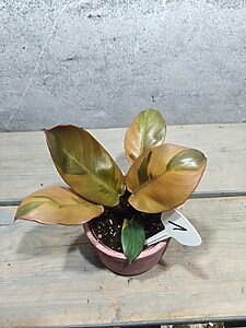 Philodendron Black Cardinal Variegata