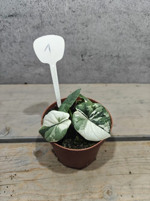 Mr. Plants - Alocasia Melo Variegata