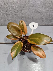 Philodendron Black Cardinal Variegata
