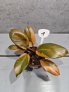 Philodendron Zwarte kardinaal Variegata