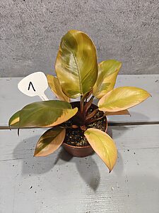 Philodendron Black Cardinal Variegata