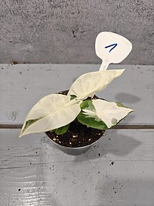 Alocasia Regal Shields Albo Pink