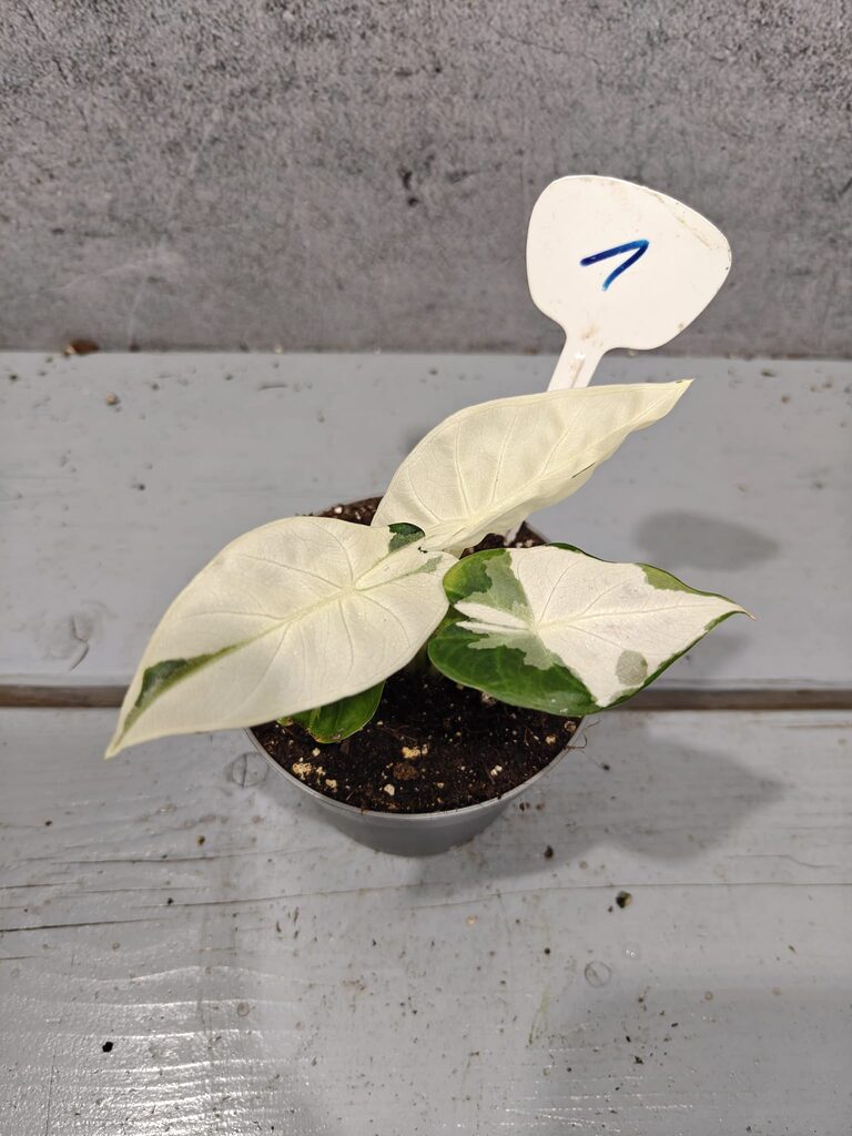 Alocasia Regal Shields Albo Pink