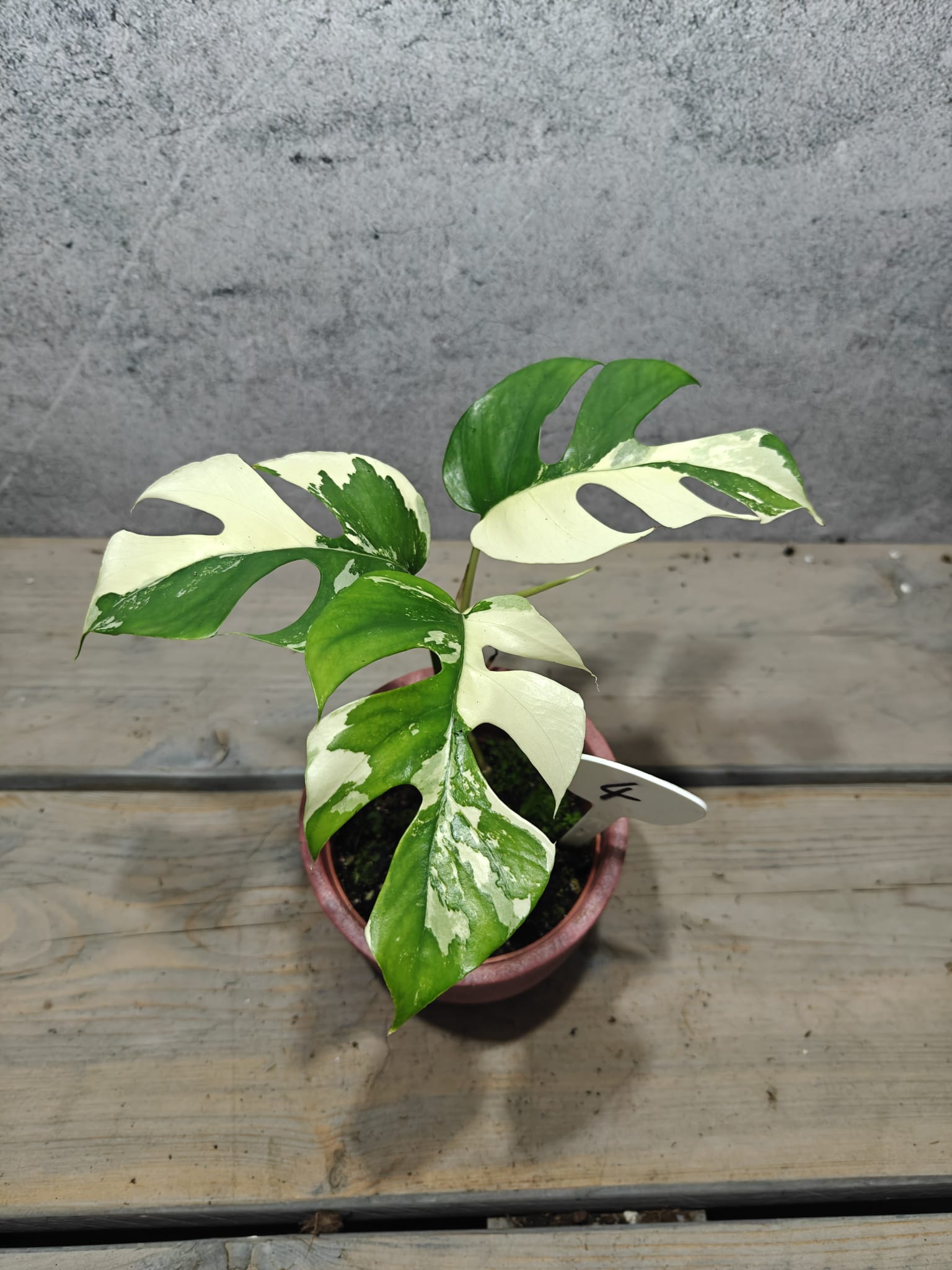 Rhaphidophora Tetrasperma Variegata - Monstera Minima Variegata Rhaphidophora Tetrasperma Variegata - Monstera Minima Variegata