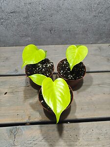 Monstera Deliciosa Lemon Lime