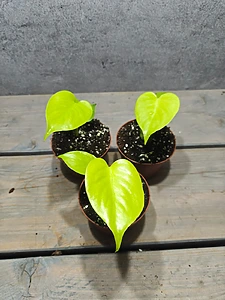 Monstera Deliciosa Citroenlimoen