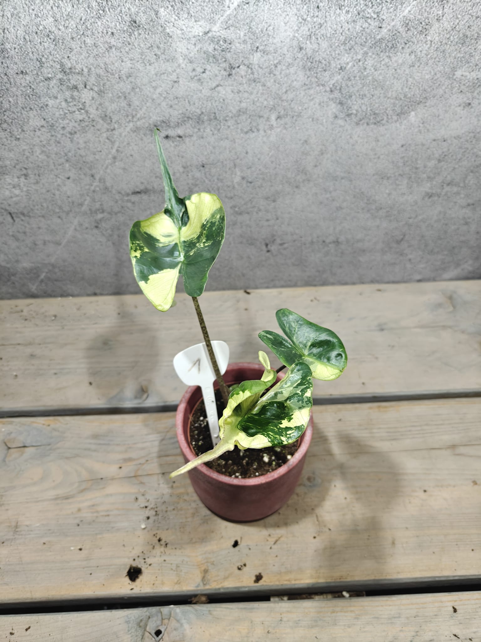 Alocasia Stingray Aurea Variegata