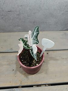 Alocasia Nobilis Pink Variegata