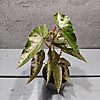 Begonia Amphioxus x Malachostict Begonia Amphioxus x Malachostict