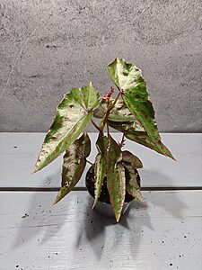 Begonia Amphioxus x Malachostict