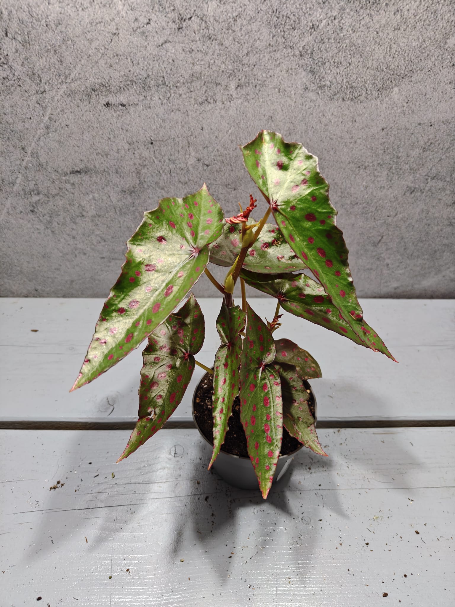 Begonia Amphioxus x Malachostict Begonia Amphioxus x Malachostict