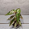 Begonia Amphioxus x Malachostict Begonia Amphioxus x Malachostict