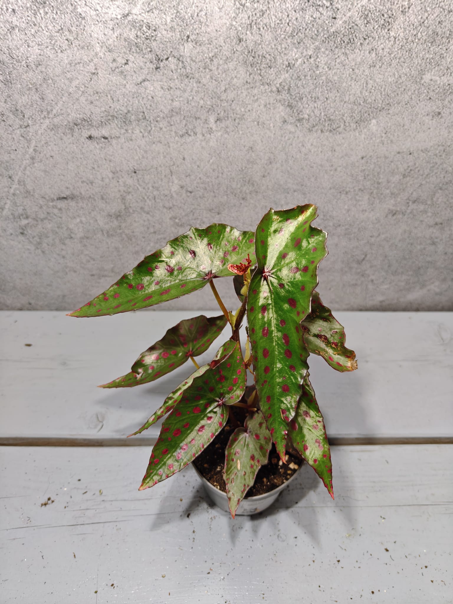 Begonia Amphioxus x Malachostict Begonia Amphioxus x Malachostict