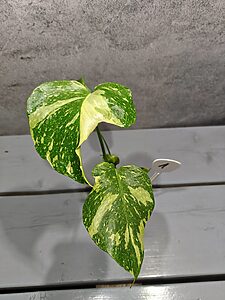 Monstera Electrolight