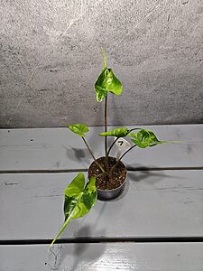 Alocasia Stingray Aurea Variegata