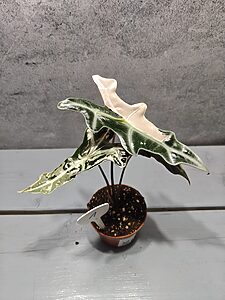 Alocasia Nobilis Pink Variegata