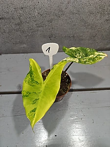 Alocasia Tigrina Superba Variegata