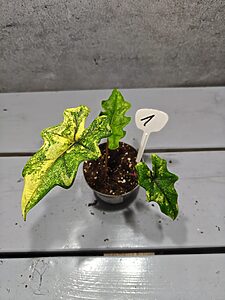 Alocasia Jacklyn Aurea Variegata