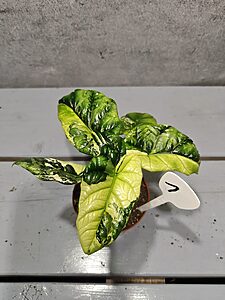 Alocasia Sinuata Aurea