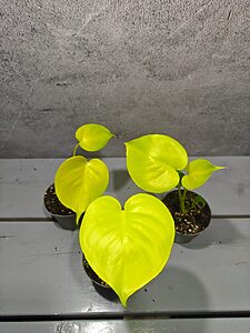 Monstera Deliciosa Lemon Lime