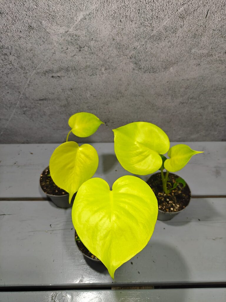 Monstera Deliciosa Lemon Lime