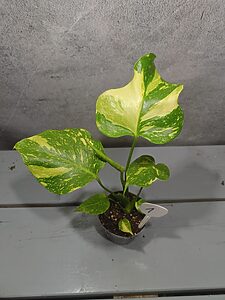 Monstera Electrolight
