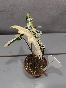 Alocasia Nobilis Pink Variegata