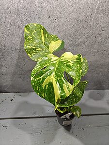 Monstera Electrolight