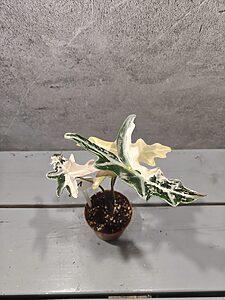 Alocasia Nobilis Pink Variegata