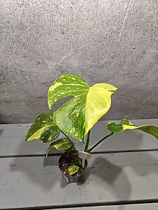 Monstera Electrolight